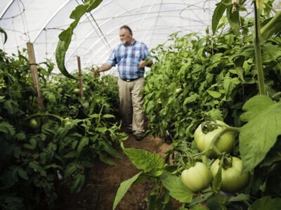 A man inspects tomatoes in one of the hoop houses where Choctaw Fresh Produce grows organic produce for tribal communities and for wholesale.