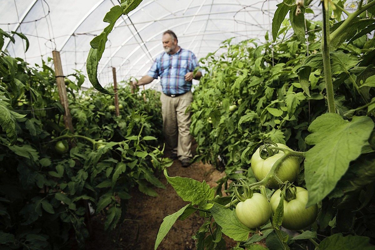A man inspects tomatoes in one of the hoop houses where Choctaw Fresh Produce grows organic produce for tribal communities and for wholesale.