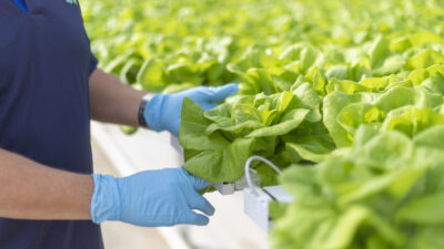 service person inspecting lettuce at common market