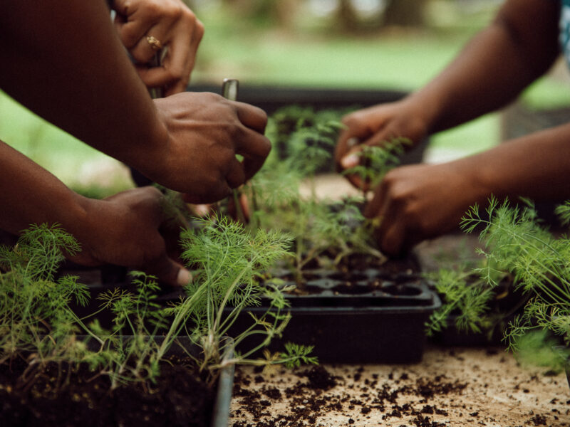 people gardening as part of education implementation