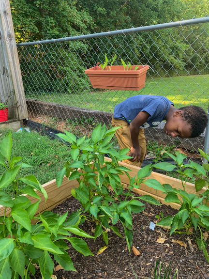 A young boy inspects the growing plants outside of an early child care center in Lee County, NC. Photo courtesy of CEFS.