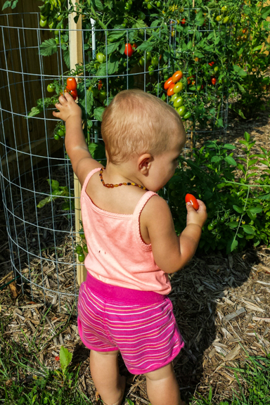 A toddler picks cherry tomatoes off the vine on a warm, sunny day. Photo courtesy of Parenting Place in Sparta, WI.