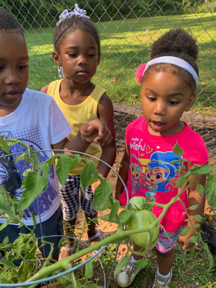 Three curious children spot a growing tomato in the garden in Lee County, NC. Photo courtesy of CEFS.