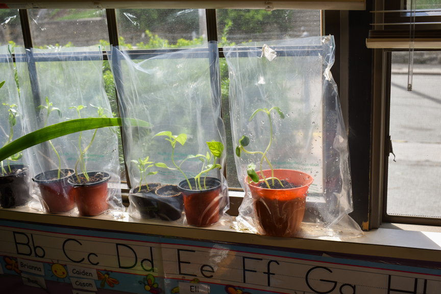 Sprouting vegetables in the classroom. Photo courtesy of Pennsylvania Farm to Early Care and Education Champion grantee.