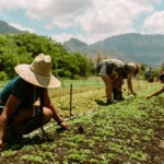 Climate change and heat standards at work