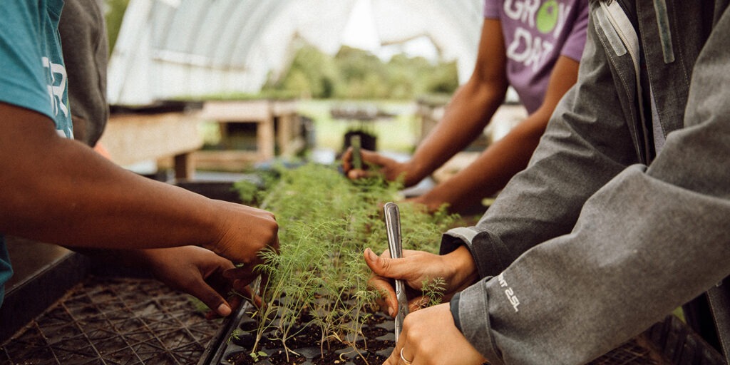 From seed to supper