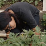 Growing green chile — and community leaders