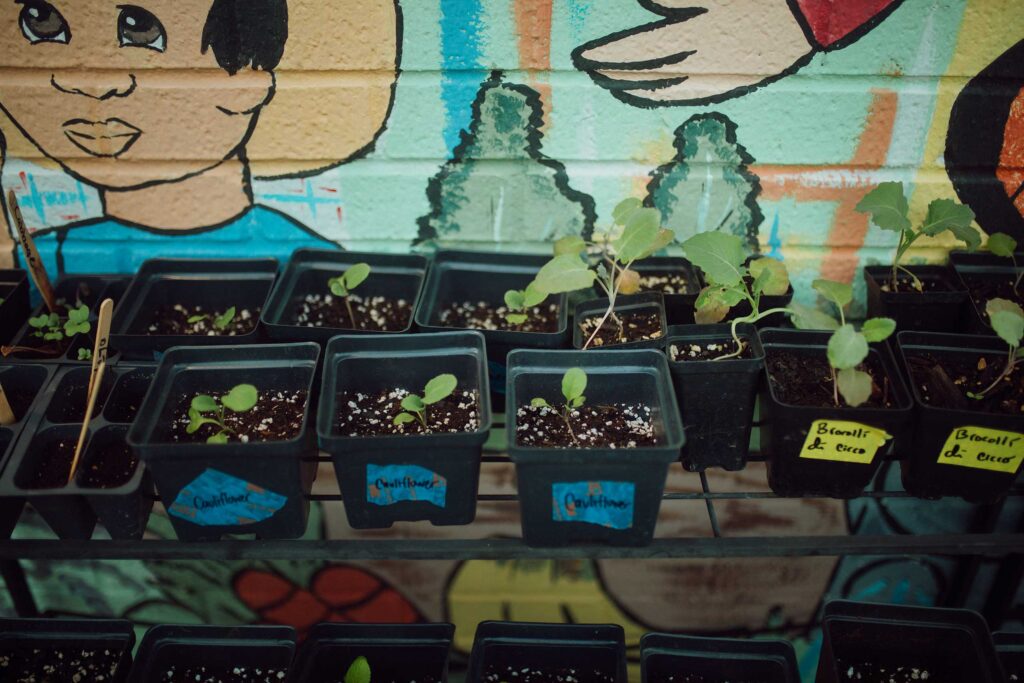 Young plants at Sprout's community garden, where participants in the Urban Agriculture Cohort practice their new skills